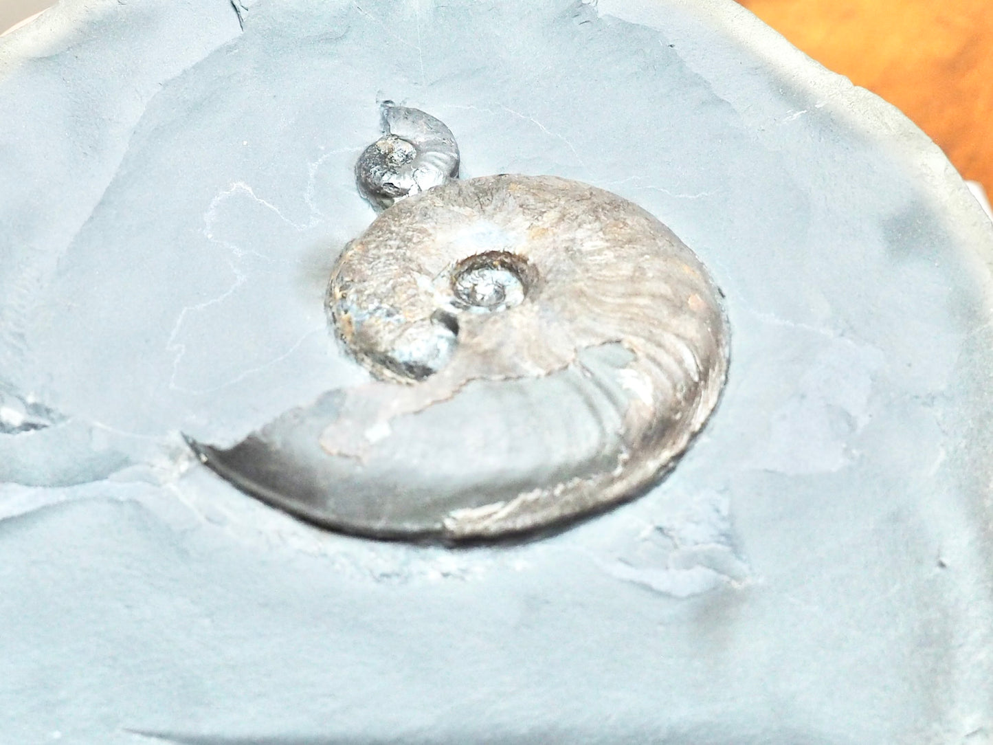 Eleganticeras Ammonites in Cannonball Nodule – Expertly Cleaned – Whitby Yorkshire Coast Jurassic