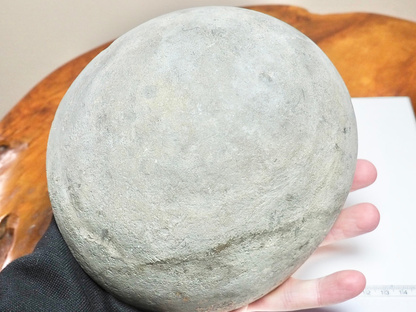 Eleganticeras Ammonites in Cannonball Nodule – Expertly Cleaned – Whitby Yorkshire Coast Jurassic