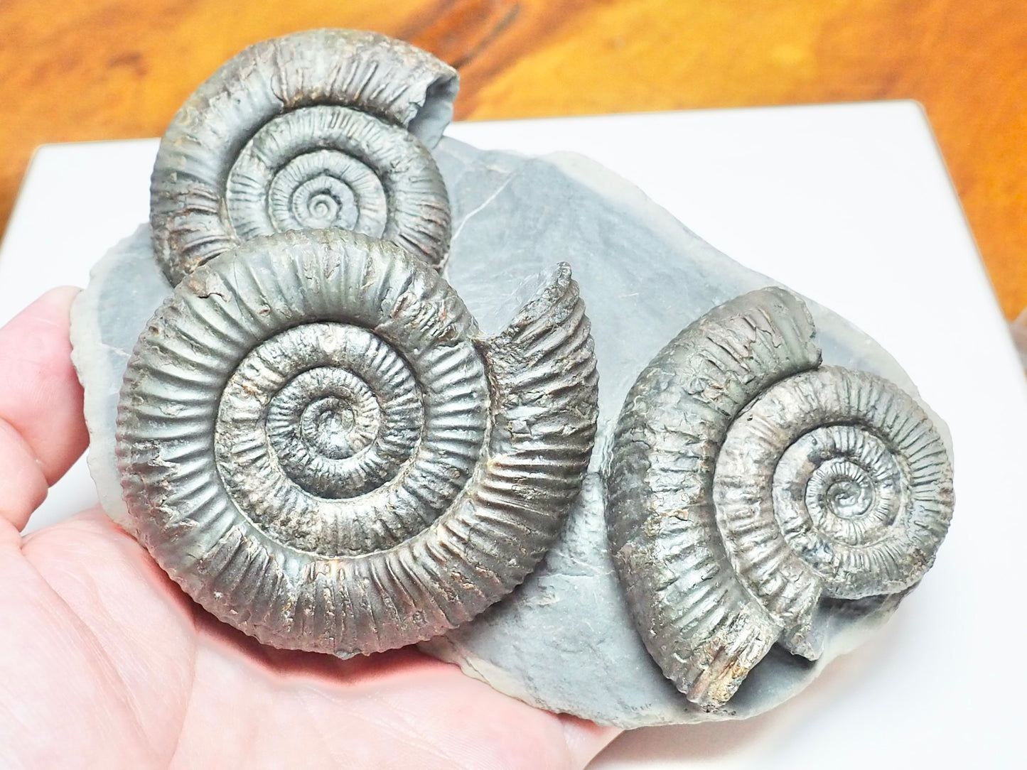 Rare Triple Dactylioceras Ammonite Fossil – Expertly Cleaned – Whitby Yorkshire Coast Jurassic