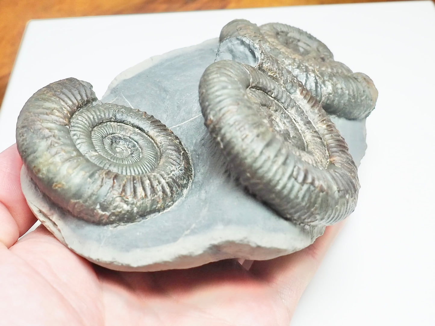Rare Triple Dactylioceras Ammonite Fossil – Expertly Cleaned – Whitby Yorkshire Coast Jurassic