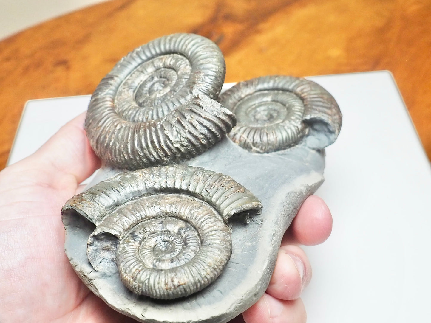 Rare Triple Dactylioceras Ammonite Fossil – Expertly Cleaned – Whitby Yorkshire Coast Jurassic