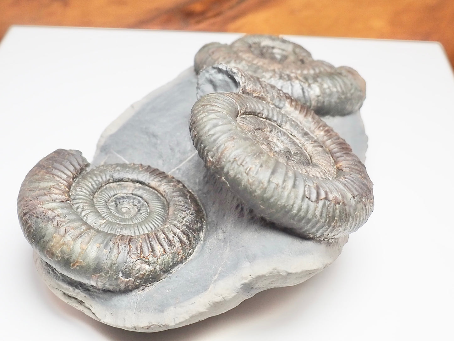 Rare Triple Dactylioceras Ammonite Fossil – Expertly Cleaned – Whitby Yorkshire Coast Jurassic