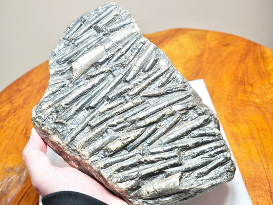 Belemnite Battlefield Fossil – Rare Jurassic Belemnites – Whitby Yorkshire Coast