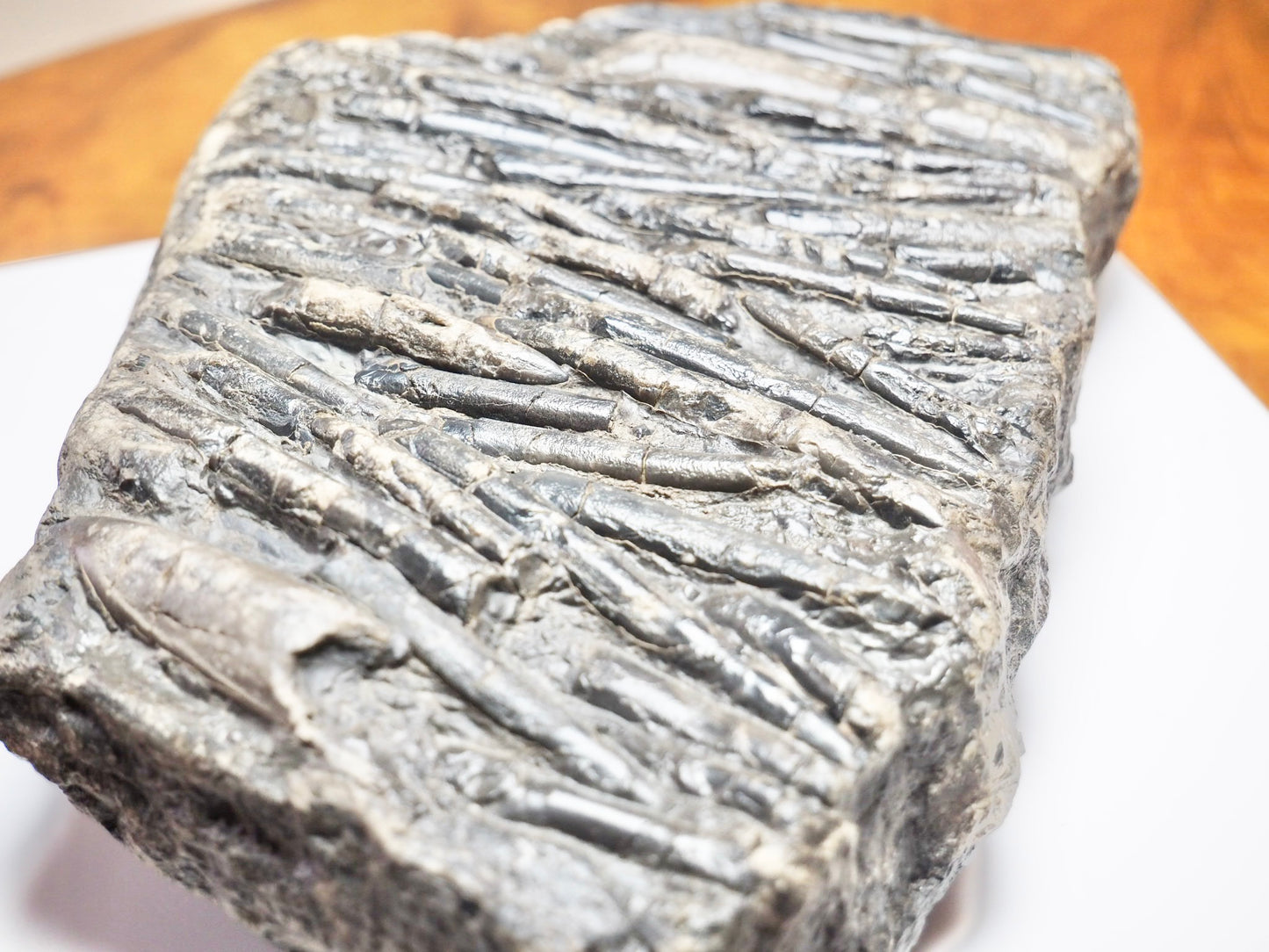 Belemnite Battlefield Fossil – Rare Jurassic Belemnites – Whitby Yorkshire Coast