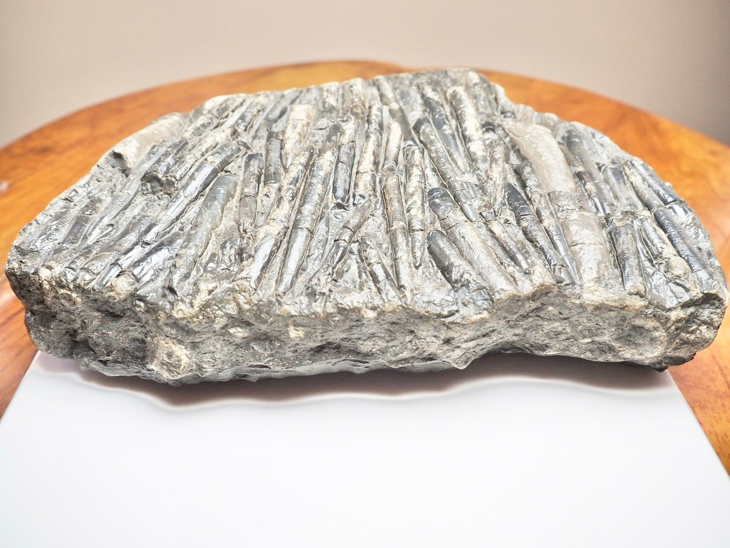 Belemnite Battlefield Fossil – Rare Jurassic Belemnites – Whitby Yorkshire Coast