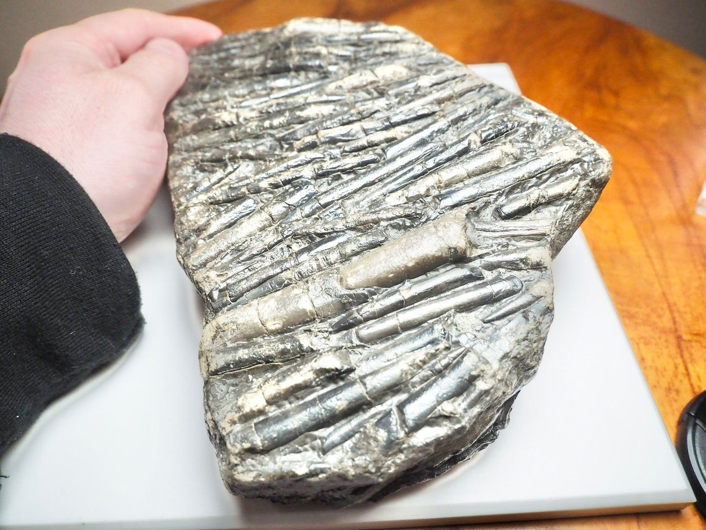 Belemnite Battlefield Fossil – Rare Jurassic Belemnites – Whitby Yorkshire Coast