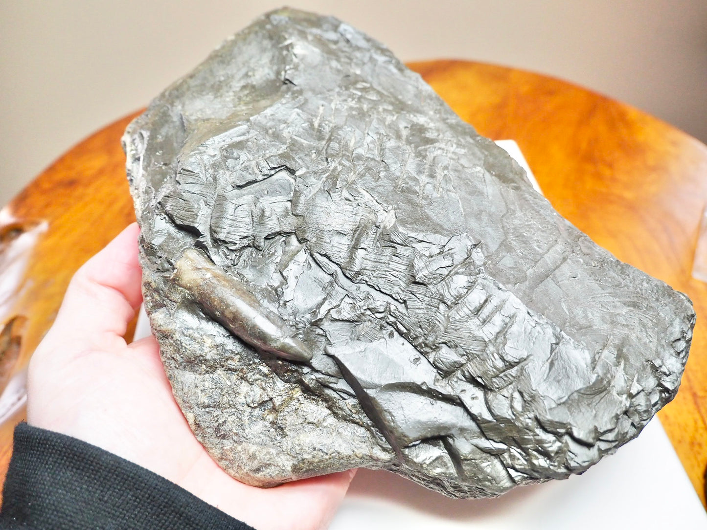 Belemnite Battlefield Fossil – Rare Jurassic Belemnites – Whitby Yorkshire Coast