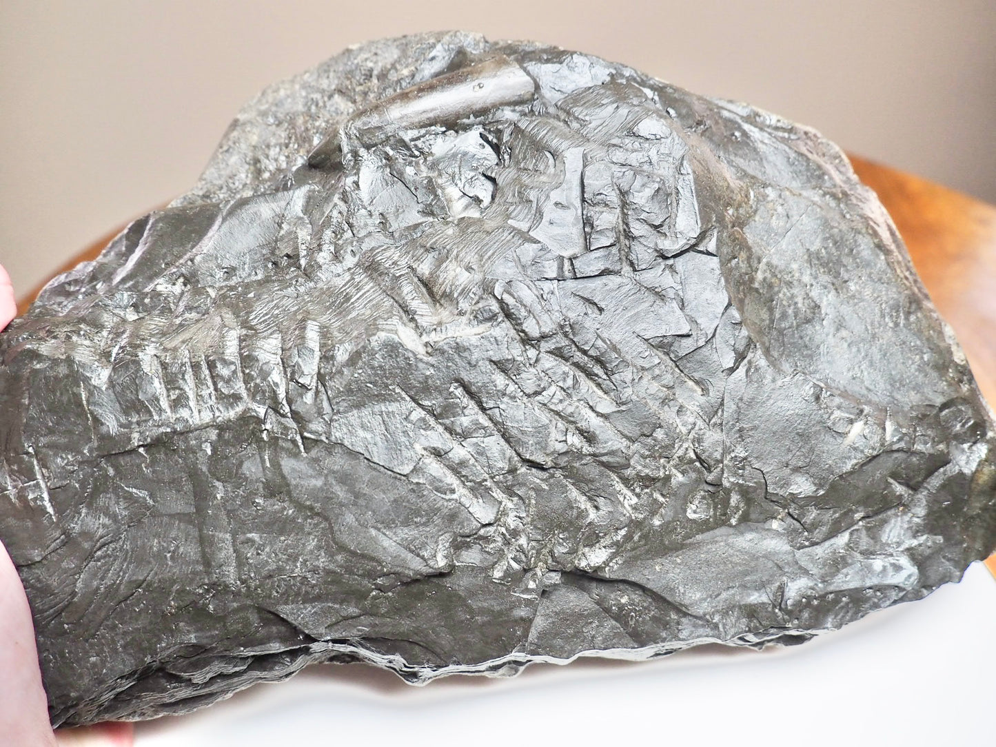 Belemnite Battlefield Fossil – Rare Jurassic Belemnites – Whitby Yorkshire Coast