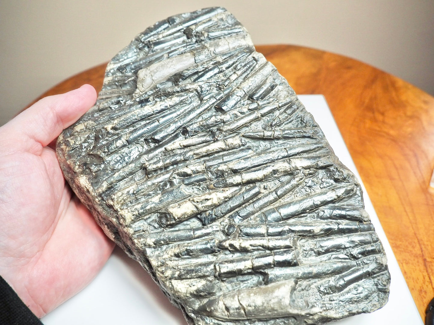 Belemnite Battlefield Fossil – Rare Jurassic Belemnites – Whitby Yorkshire Coast