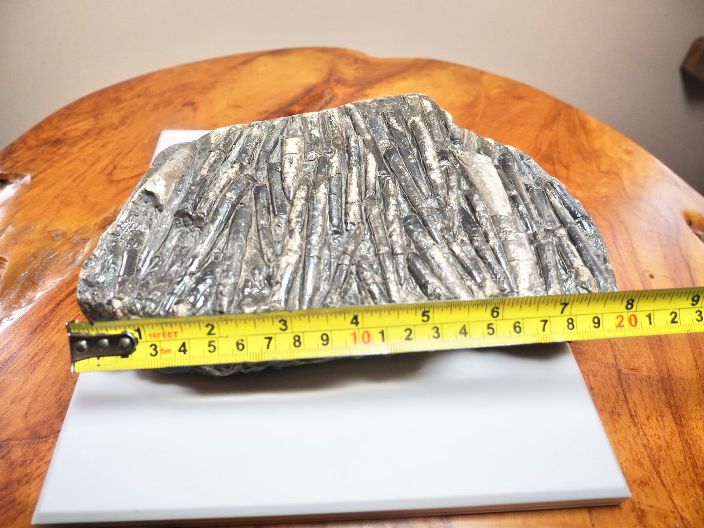 Belemnite Battlefield Fossil – Rare Jurassic Belemnites – Whitby Yorkshire Coast