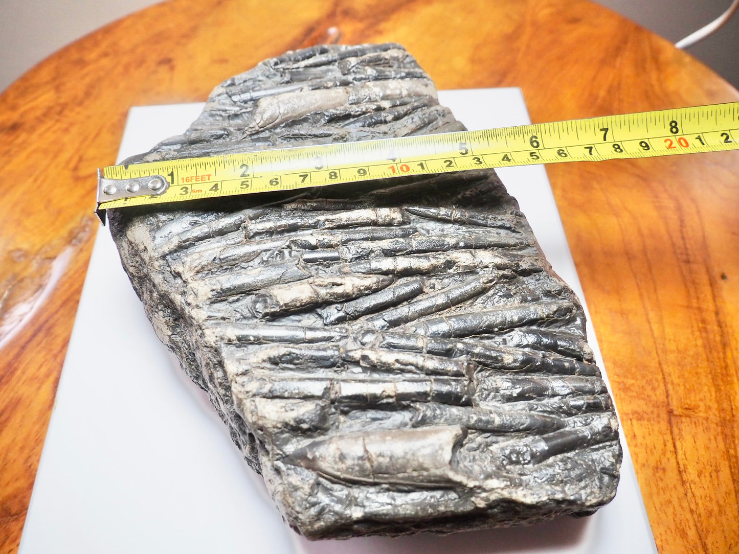 Belemnite Battlefield Fossil – Rare Jurassic Belemnites – Whitby Yorkshire Coast