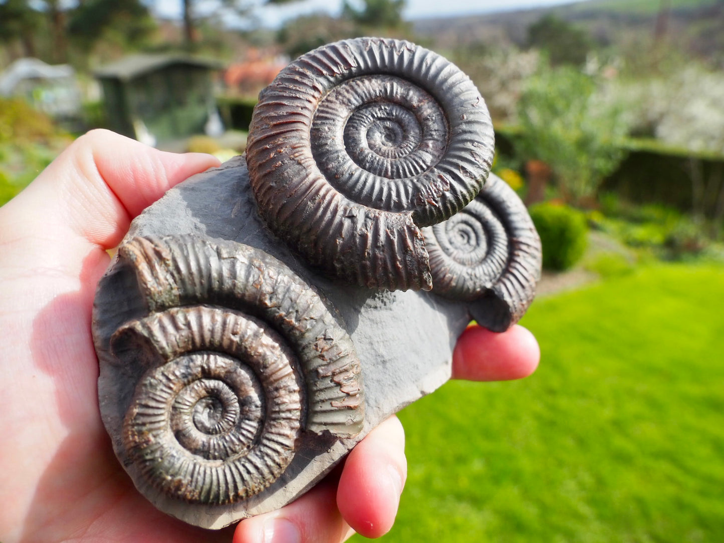 Rare Triple Dactylioceras Ammonite Fossil – Expertly Cleaned – Whitby Yorkshire Coast Jurassic