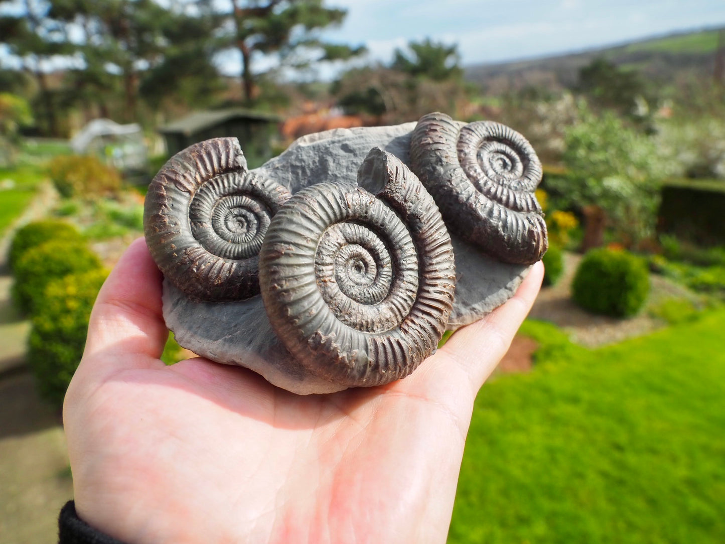 Rare Triple Dactylioceras Ammonite Fossil – Expertly Cleaned – Whitby Yorkshire Coast Jurassic