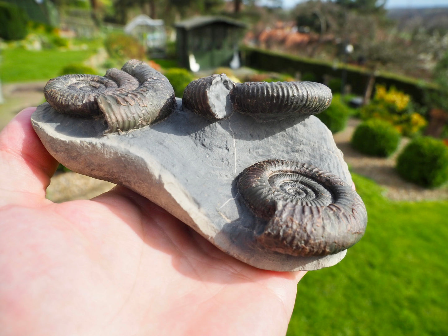 Rare Triple Dactylioceras Ammonite Fossil – Expertly Cleaned – Whitby Yorkshire Coast Jurassic