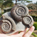 Rare Triple Dactylioceras Ammonite Fossil – Expertly Cleaned – Whitby Yorkshire Coast Jurassic