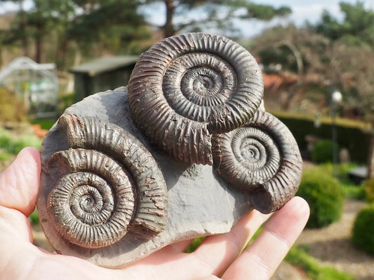 Rare Triple Dactylioceras Ammonite Fossil – Expertly Cleaned – Whitby Yorkshire Coast Jurassic