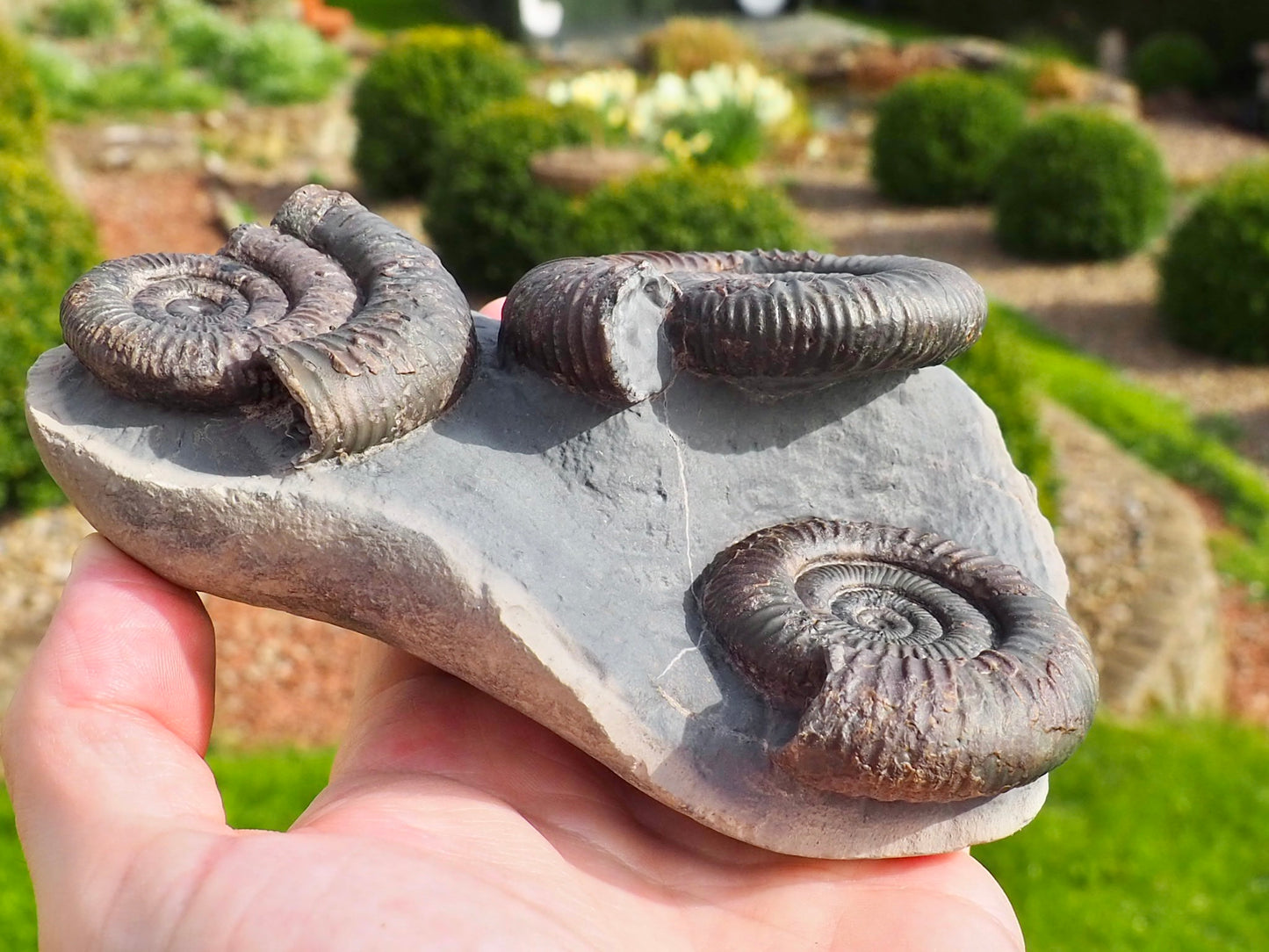 Rare Triple Dactylioceras Ammonite Fossil – Expertly Cleaned – Whitby Yorkshire Coast Jurassic