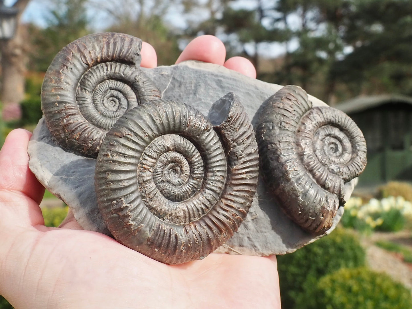 Rare Triple Dactylioceras Ammonite Fossil – Expertly Cleaned – Whitby Yorkshire Coast Jurassic