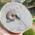 Eleganticeras Ammonites in Cannonball Nodule – Expertly Cleaned – Whitby Yorkshire Coast Jurassic