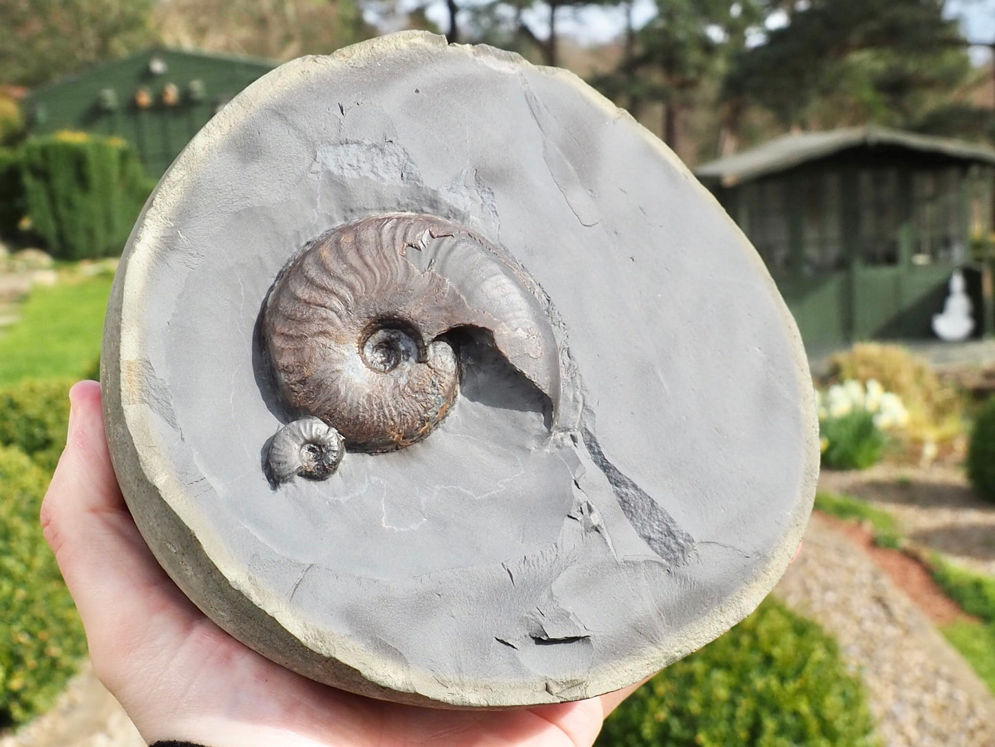 Eleganticeras Ammonites in Cannonball Nodule – Expertly Cleaned – Whitby Yorkshire Coast Jurassic
