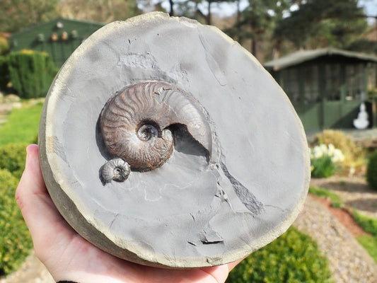 Eleganticeras Ammonites in Cannonball Nodule – Expertly Cleaned – Whitby Yorkshire Coast Jurassic