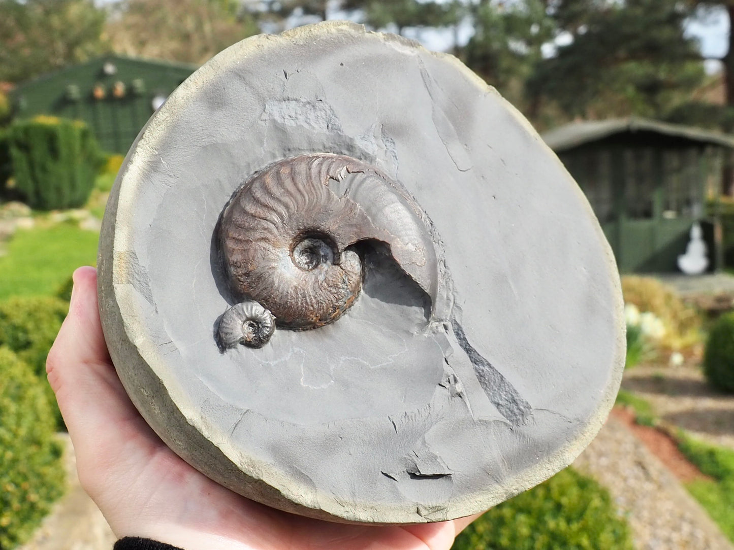 Eleganticeras Ammonites in Cannonball Nodule – Expertly Cleaned – Whitby Yorkshire Coast Jurassic