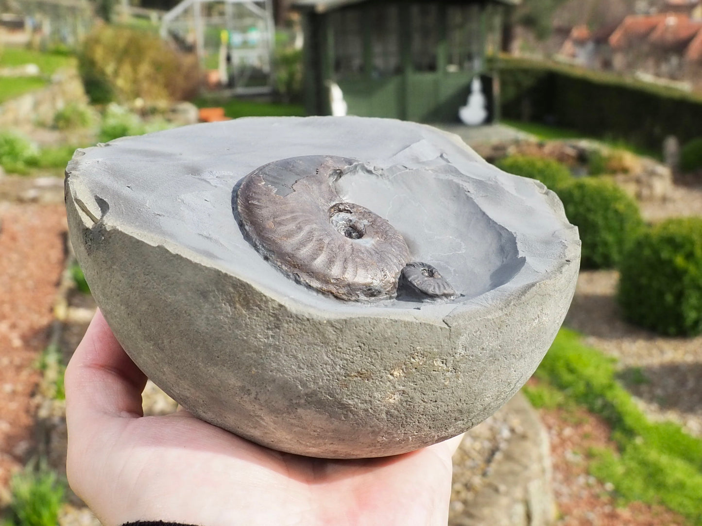 Eleganticeras Ammonites in Cannonball Nodule – Expertly Cleaned – Whitby Yorkshire Coast Jurassic