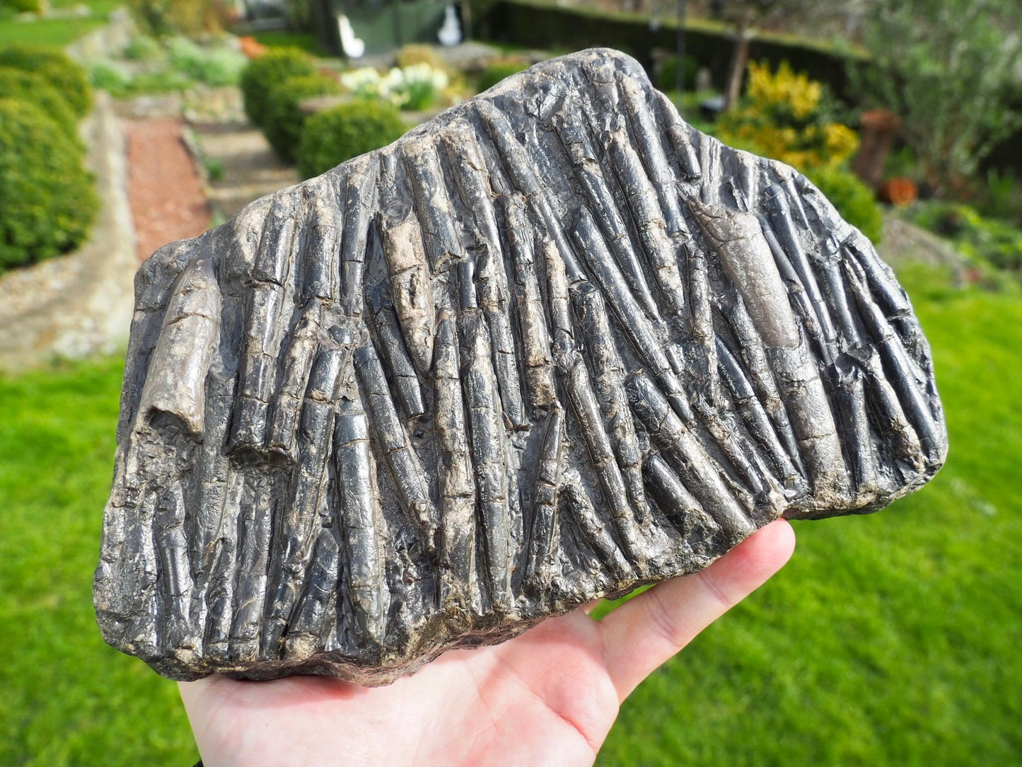 Belemnite Battlefield Fossil – Rare Jurassic Belemnites – Whitby Yorkshire Coast