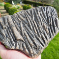 Belemnite Battlefield Fossil – Rare Jurassic Belemnites – Whitby Yorkshire Coast