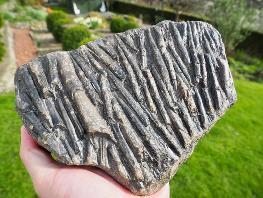 Belemnite Battlefield Fossil – Rare Jurassic Belemnites – Whitby Yorkshire Coast