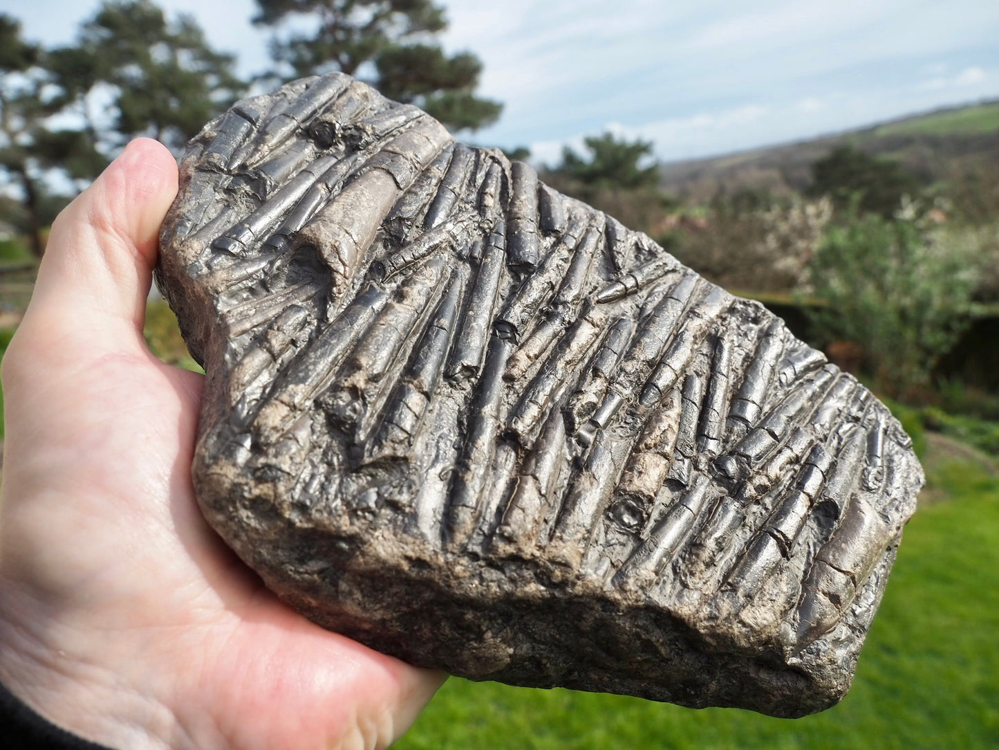 Belemnite Battlefield Fossil – Rare Jurassic Belemnites – Whitby Yorkshire Coast