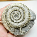 Dactylioceras Ammonite Fossil – Yorkshire Coast, Whitby - Seaworn / As Found