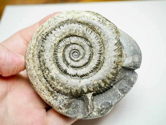 Dactylioceras Ammonite Fossil – Yorkshire Coast, Whitby - Seaworn / As Found