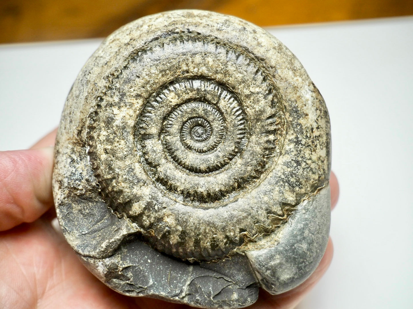 Dactylioceras Ammonite Fossil – Yorkshire Coast, Whitby - Seaworn / As Found