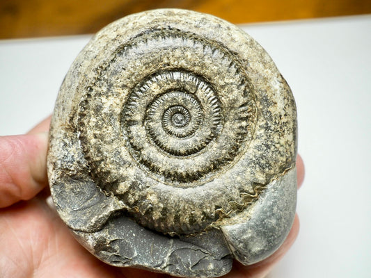 Dactylioceras Ammonite Fossil – Yorkshire Coast, Whitby - Seaworn / As Found