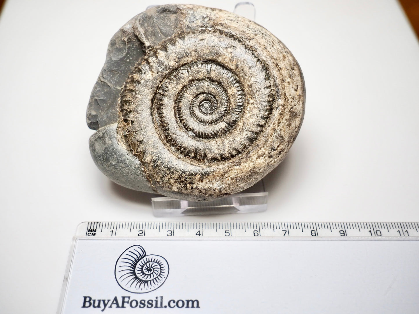 Dactylioceras Ammonite Fossil – Yorkshire Coast, Whitby - Seaworn / As Found