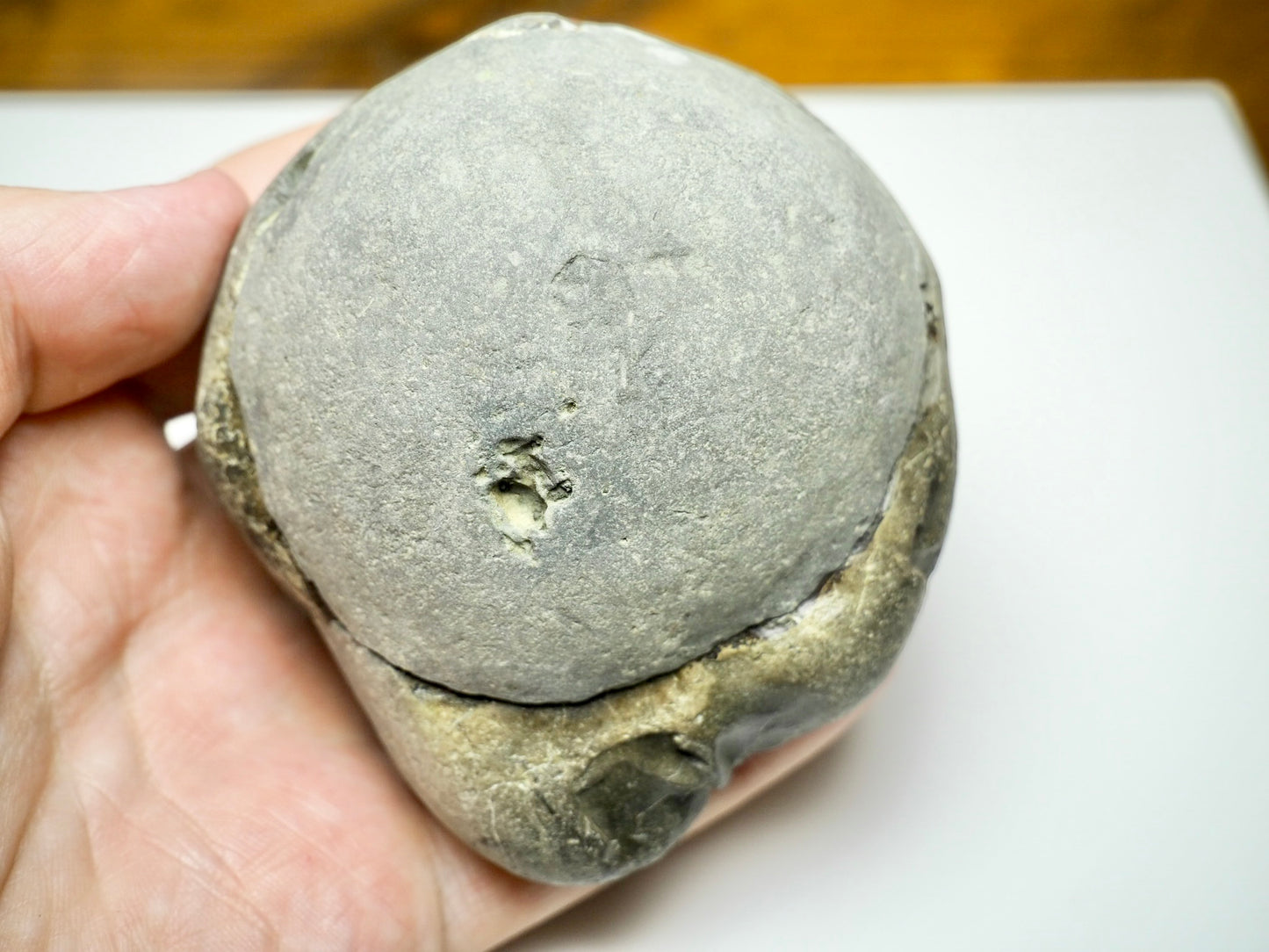 Hildoceras Ammonite Fossil Pair – Positive & Negative (Yorkshire Coast, Whitby)