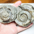Hildoceras Ammonite Fossil Pair – Positive & Negative (Yorkshire Coast, Whitby)
