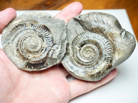 Hildoceras Ammonite Fossil Pair – Positive & Negative (Yorkshire Coast, Whitby)