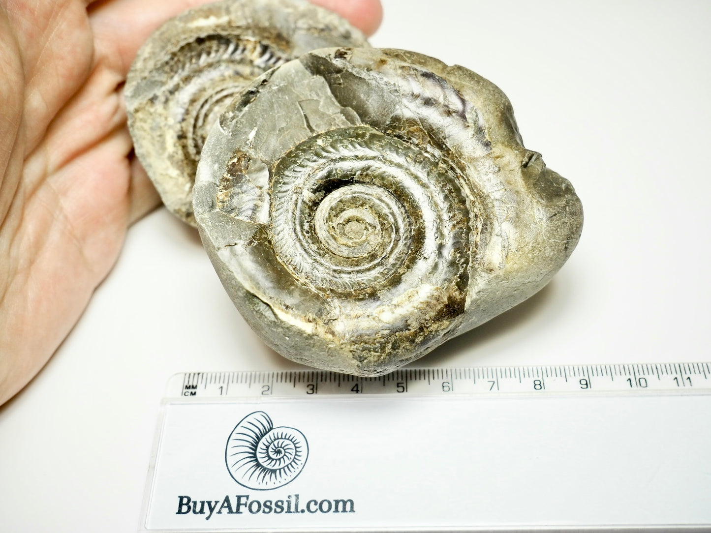 Hildoceras Ammonite Fossil Pair – Positive & Negative (Yorkshire Coast, Whitby)