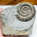 Dactylioceras Ammonite Fossil with Cut Base – Yorkshire Coast, Whitby