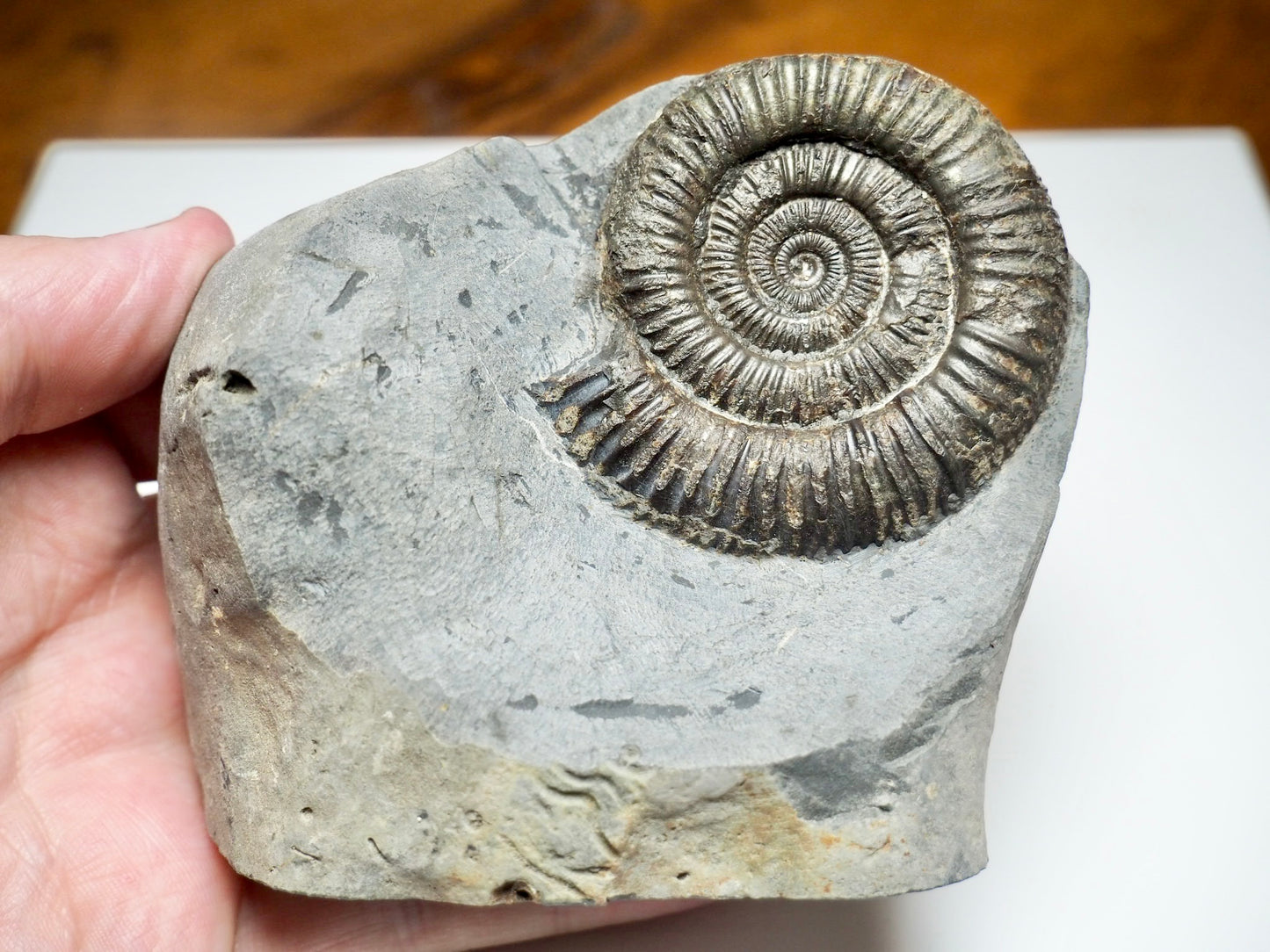 Dactylioceras Ammonite Fossil with Cut Base – Yorkshire Coast, Whitby