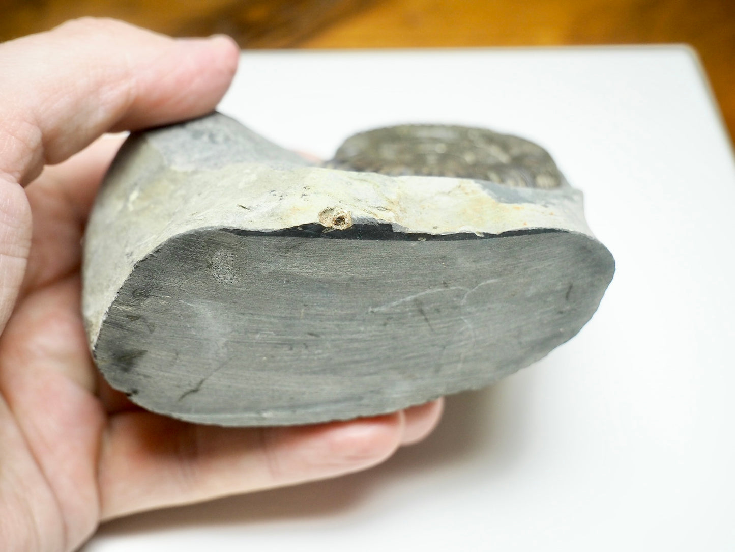 Dactylioceras Ammonite Fossil with Cut Base – Yorkshire Coast, Whitby
