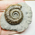 Jurassic Peronoceras Ammonite Fossil – Whitby, Yorkshire Coast