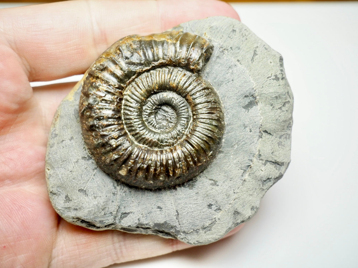 Jurassic Peronoceras Ammonite Fossil – Whitby, Yorkshire Coast