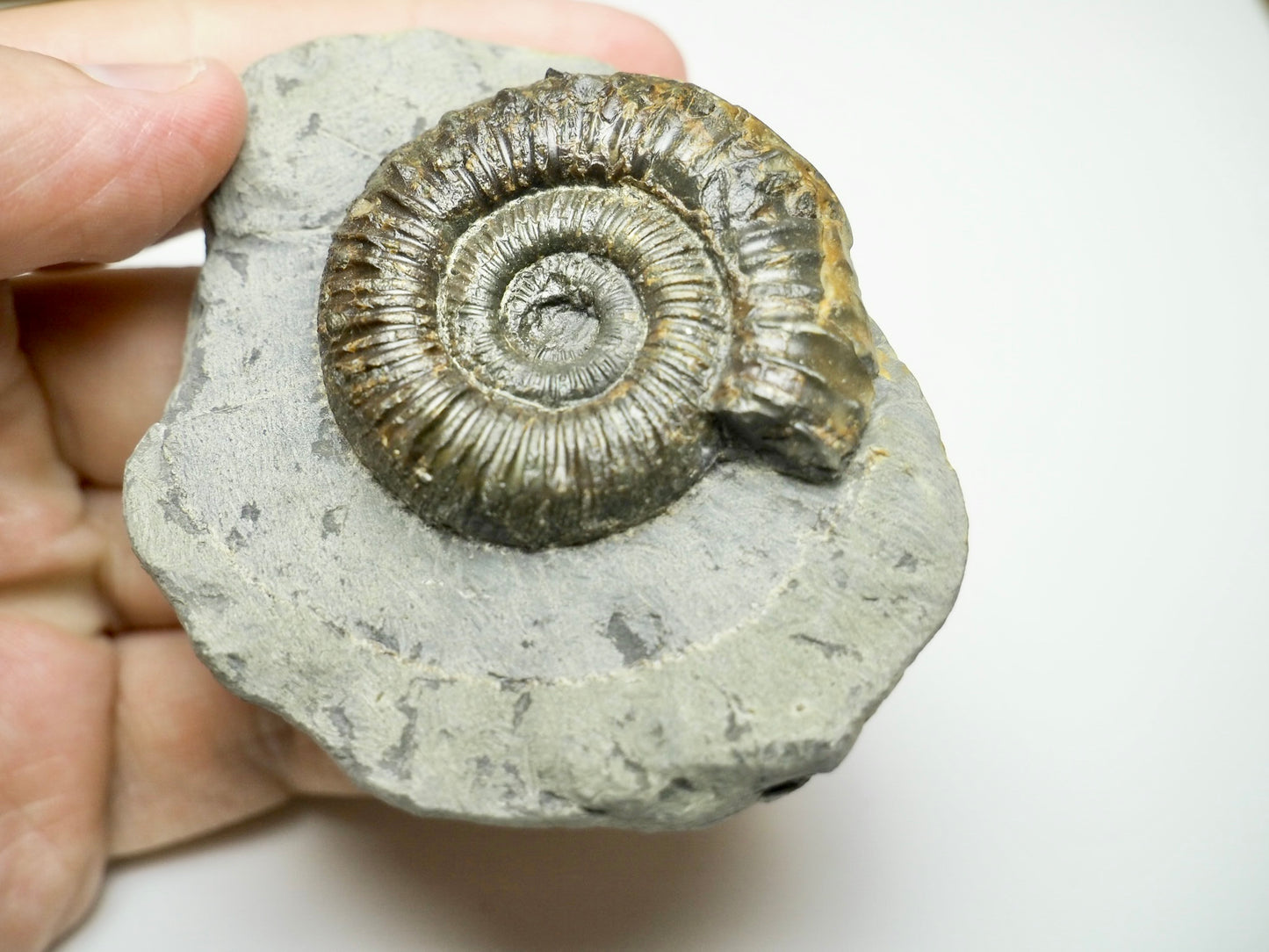Jurassic Peronoceras Ammonite Fossil – Whitby, Yorkshire Coast