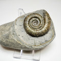 Dactylioceras Ammonite Fossil – Yorkshire Coast Jurassic, Whitby