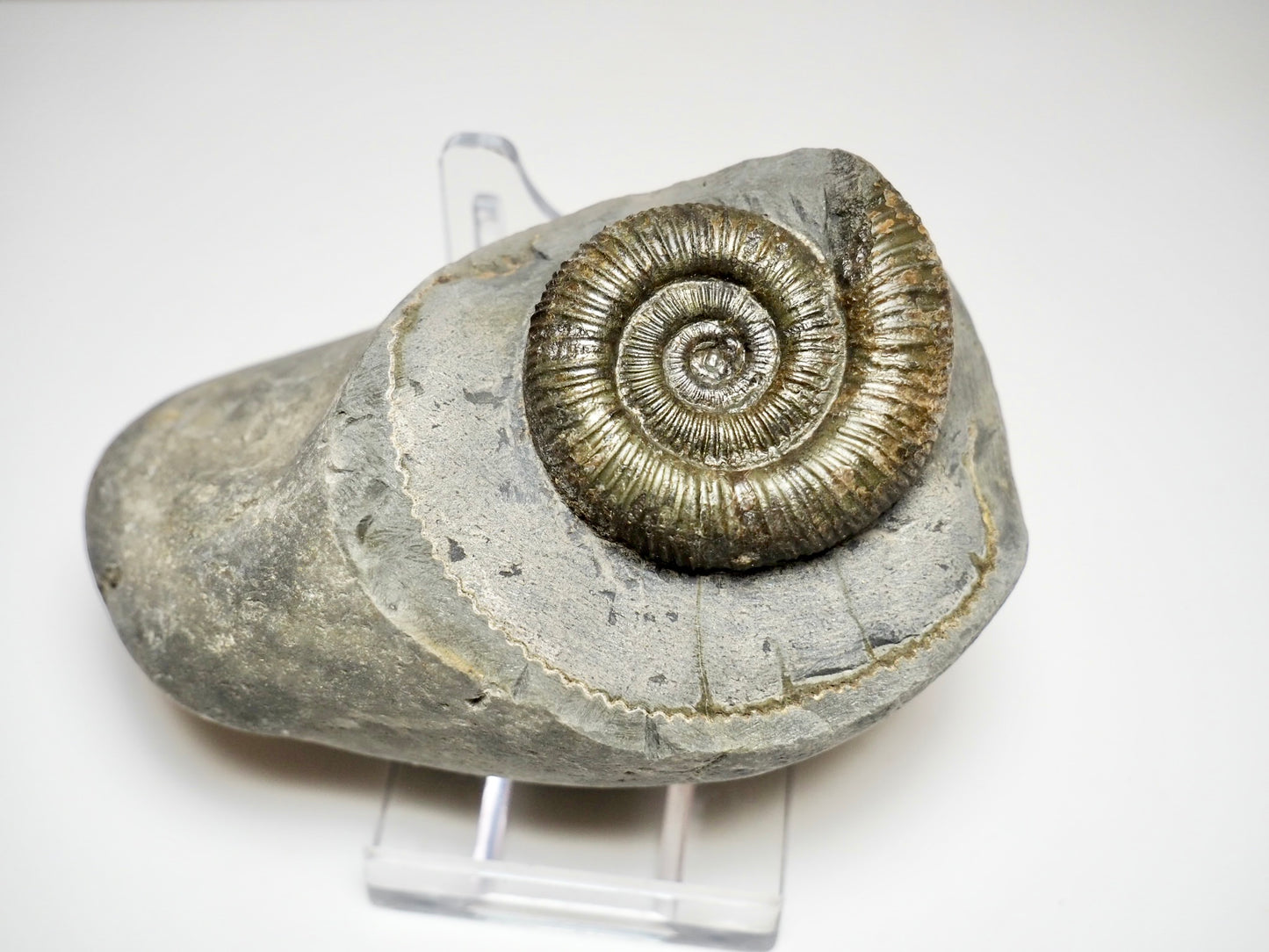 Dactylioceras Ammonite Fossil – Yorkshire Coast Jurassic, Whitby