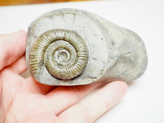 Dactylioceras Ammonite Fossil – Yorkshire Coast Jurassic, Whitby