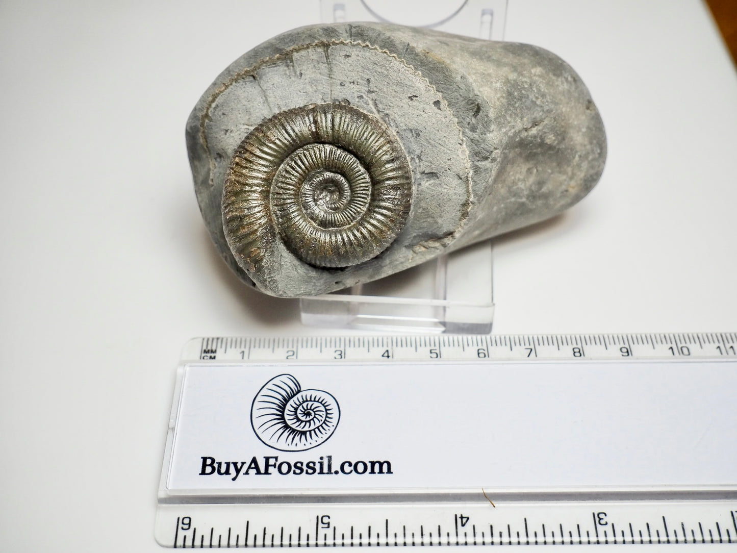 Dactylioceras Ammonite Fossil – Yorkshire Coast Jurassic, Whitby